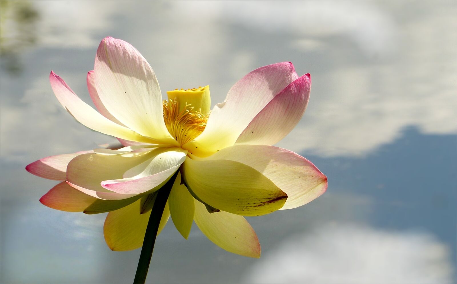 Panasonic Lumix DMC-FZ200 sample photo. Flower, lotus flower, lerlumbonaceae photography