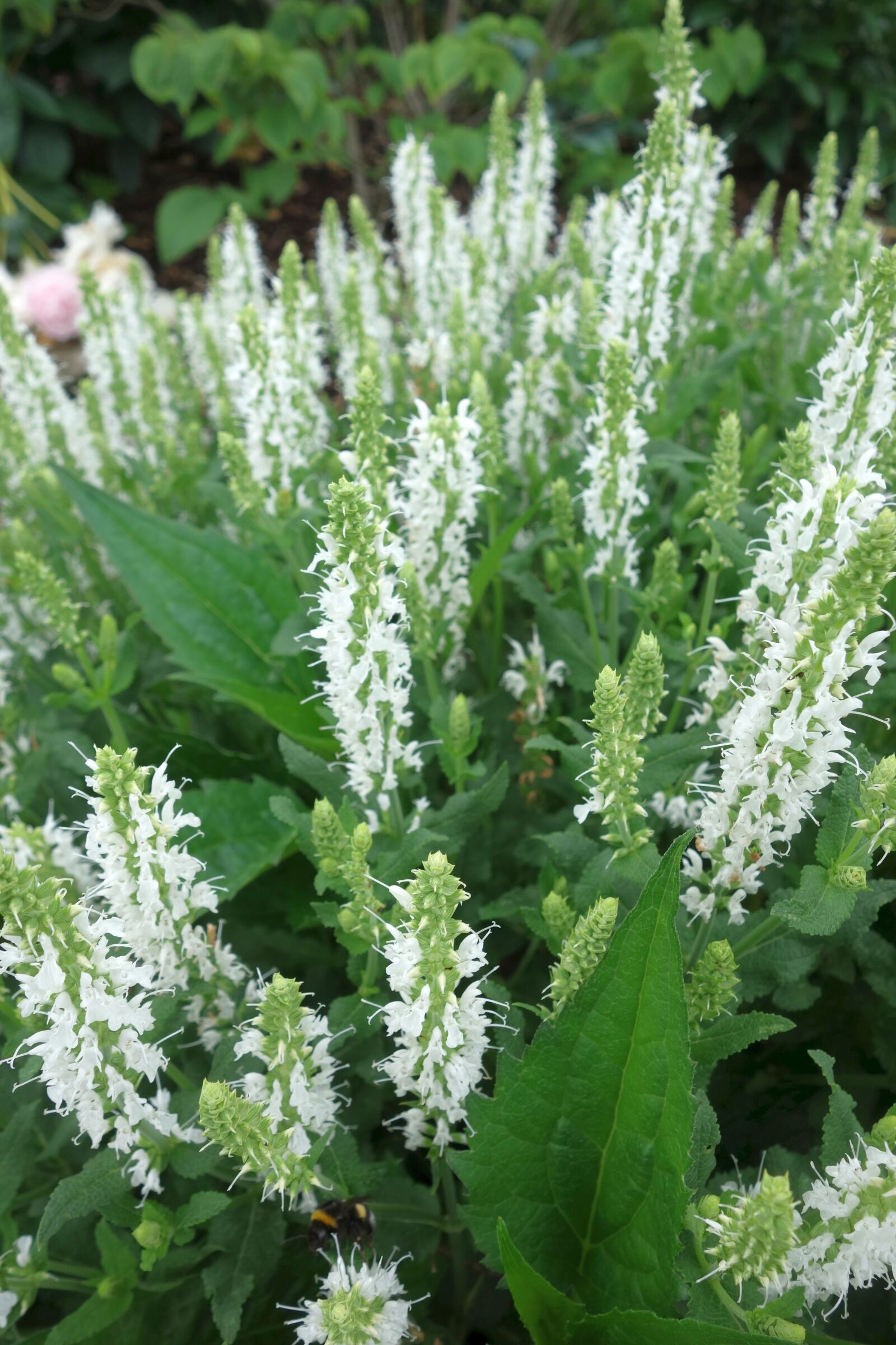 Sony Cyber-shot DSC-RX100 sample photo. Sage, white, garden photography