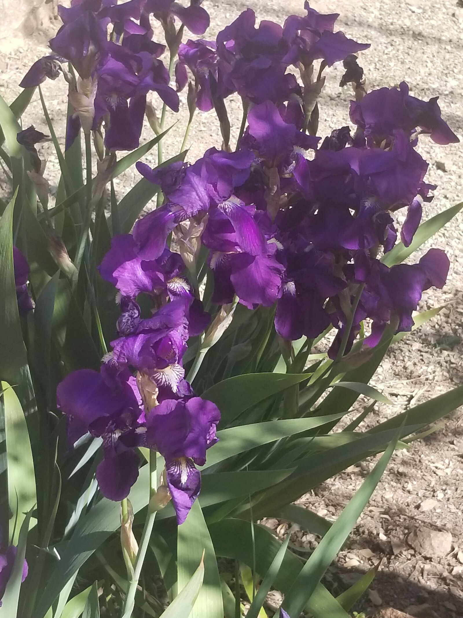 Samsung SM-G955U sample photo. Purple, flower, spring photography