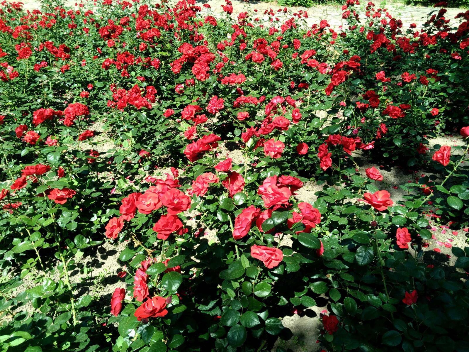 Lenovo S60-A sample photo. Flower, garden, nature, summer photography
