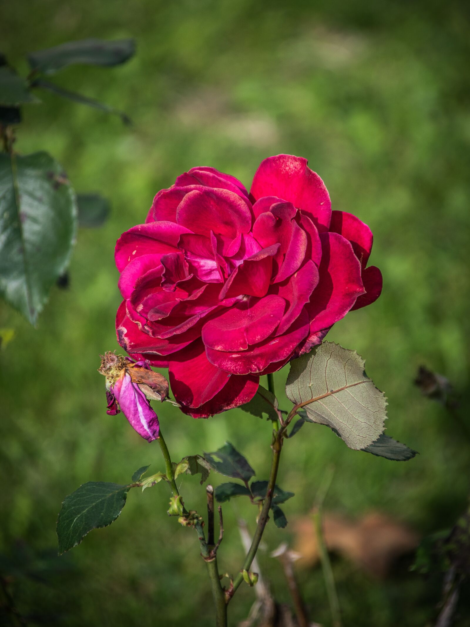 Nikon D5300 sample photo. Rose, drooping, flower photography