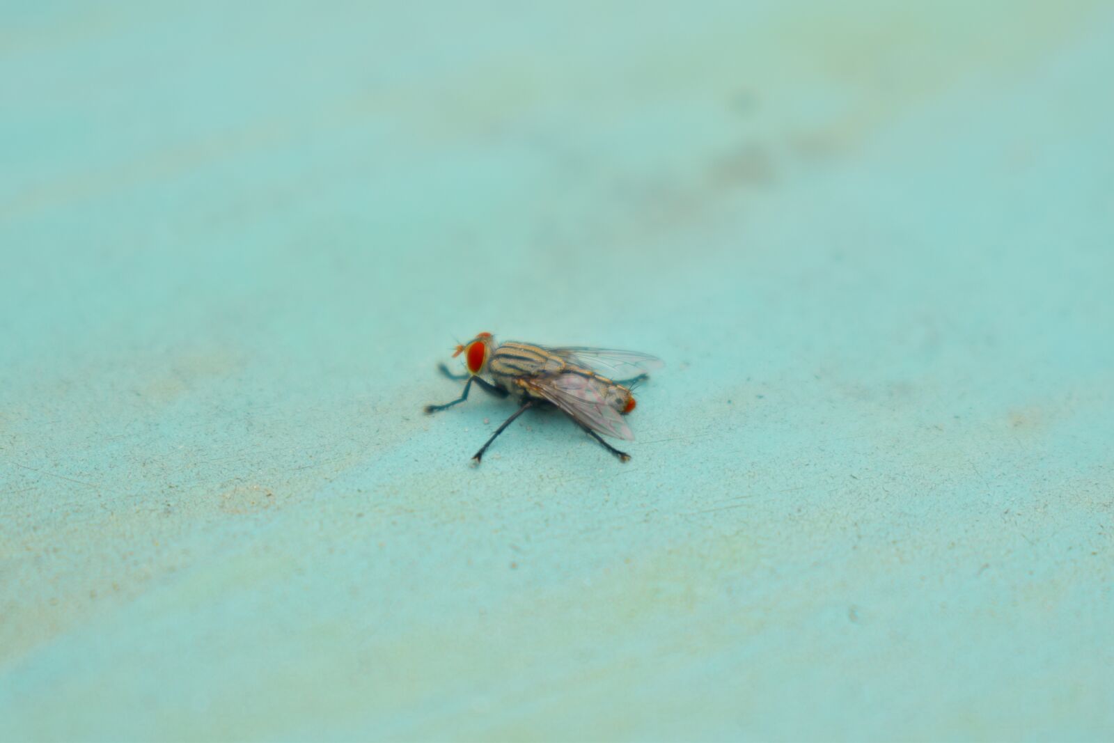 Nikon D5600 sample photo. Fly, red eye, insect photography