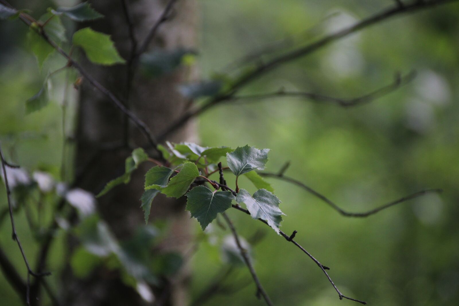 Canon EOS 1300D (EOS Rebel T6 / EOS Kiss X80) sample photo. Leaf, birch, nature photography