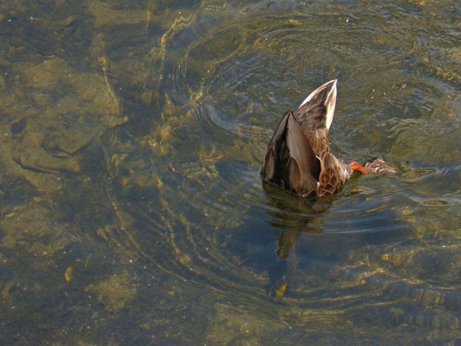 Panasonic DMC-FZ62 sample photo. Duck, search, fishing photography