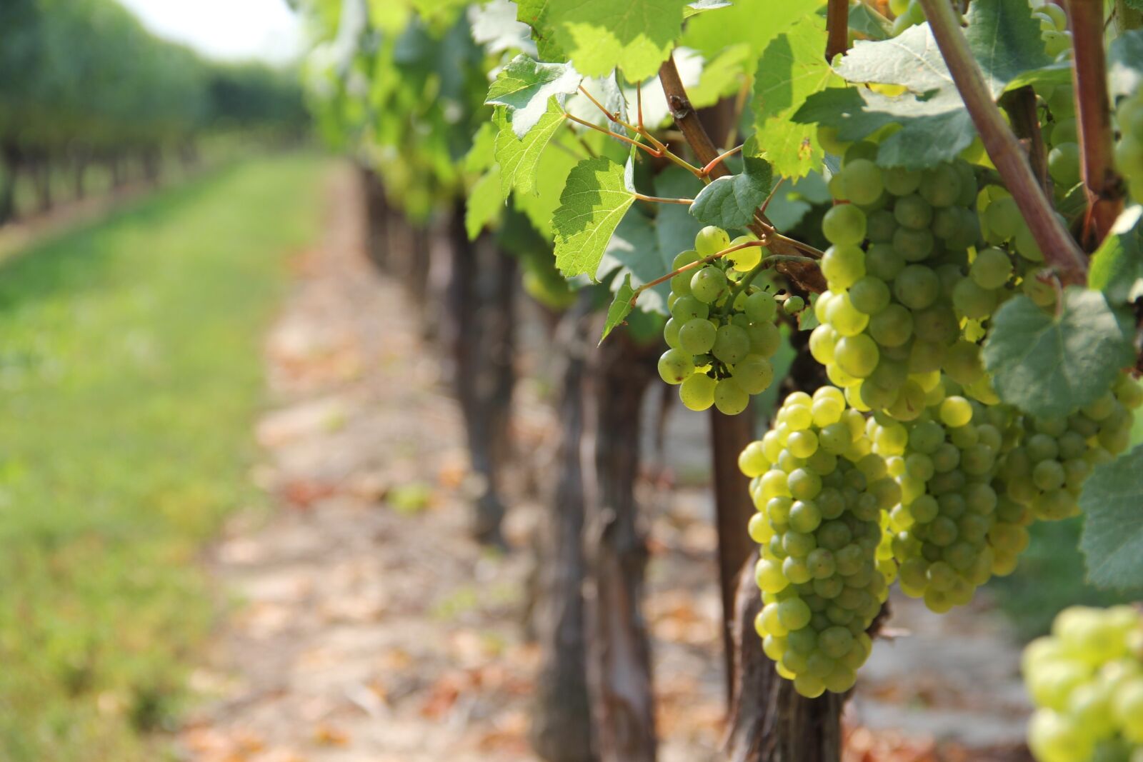 Canon EOS 60D sample photo. Vine, vineyard, grape photography
