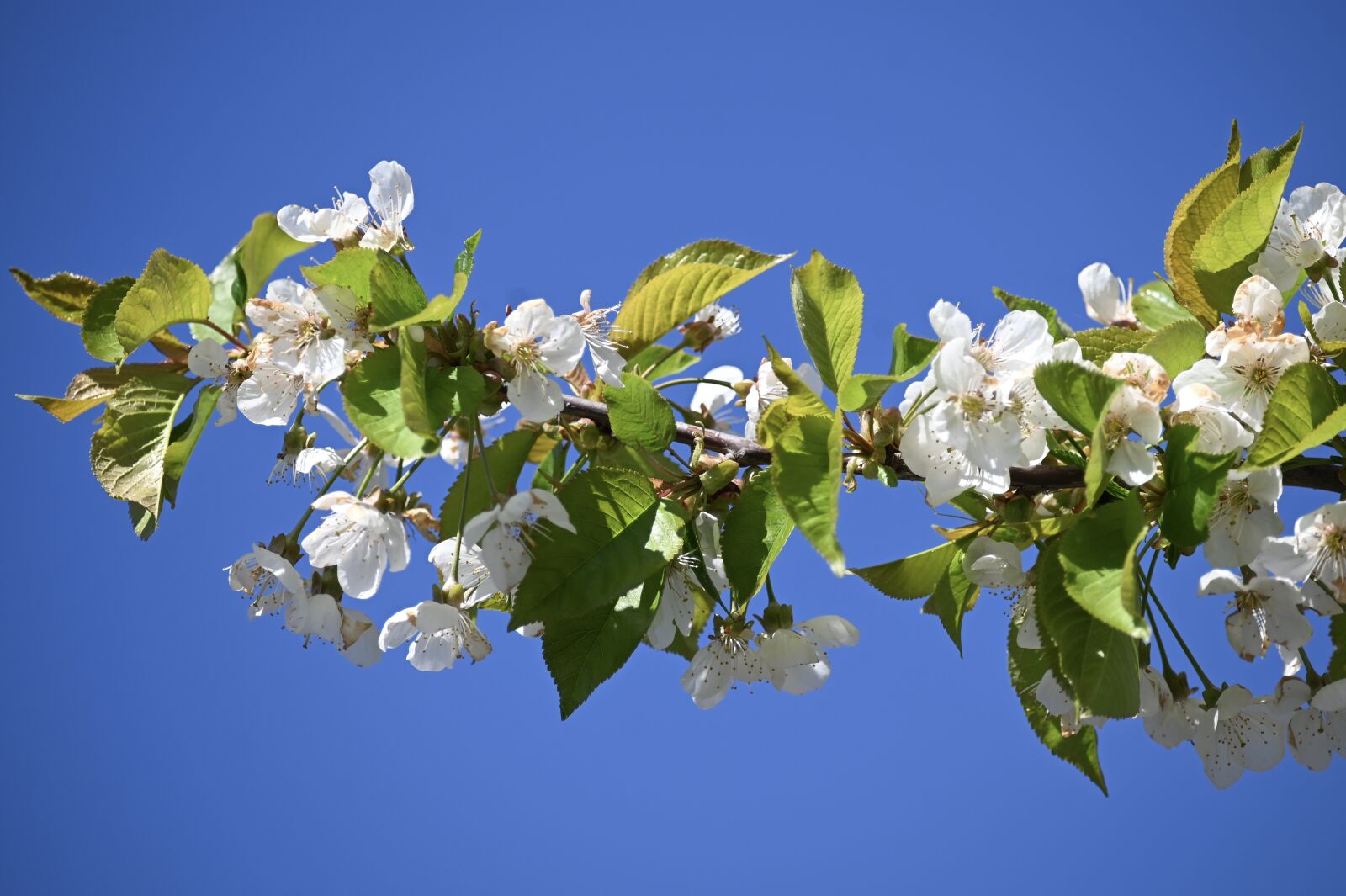 Nikon Z6 sample photo. Apple blossom, flowers, apple photography