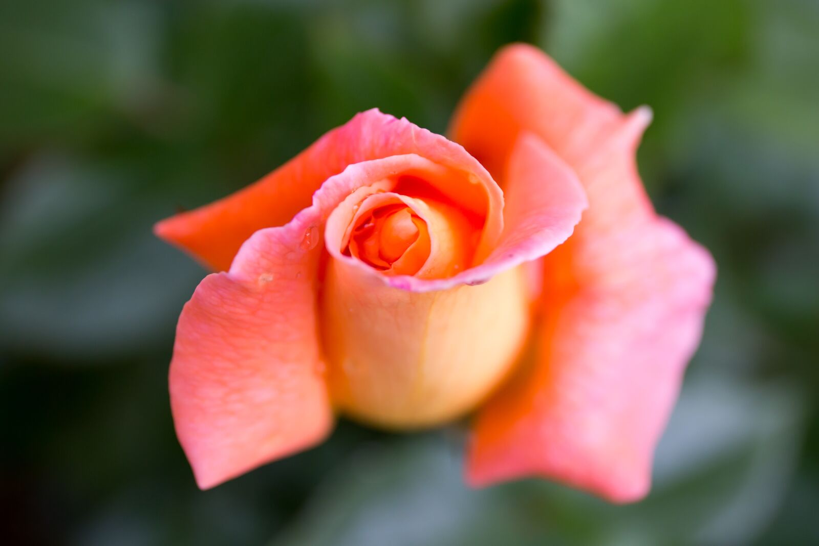 Canon EF 24-70mm F4L IS USM sample photo. Rose, flower, summer photography
