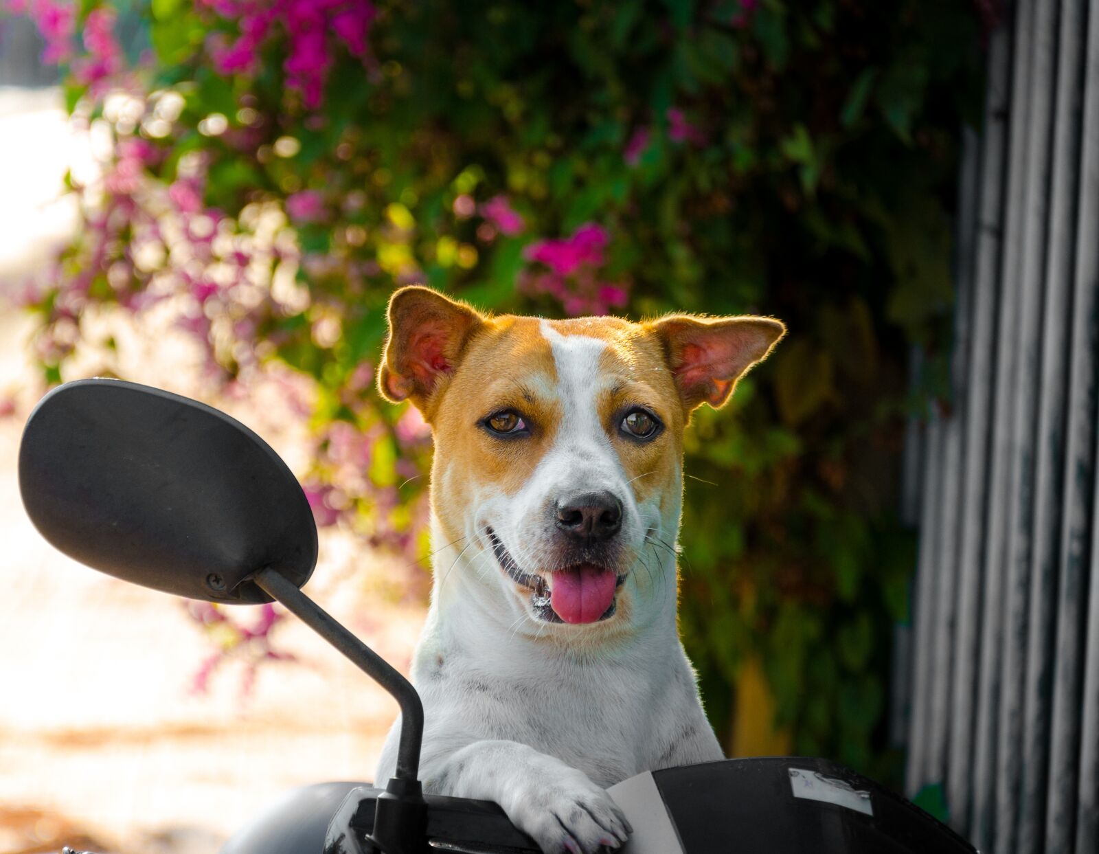 Nikon D7000 sample photo. Animal, pet, pets photography