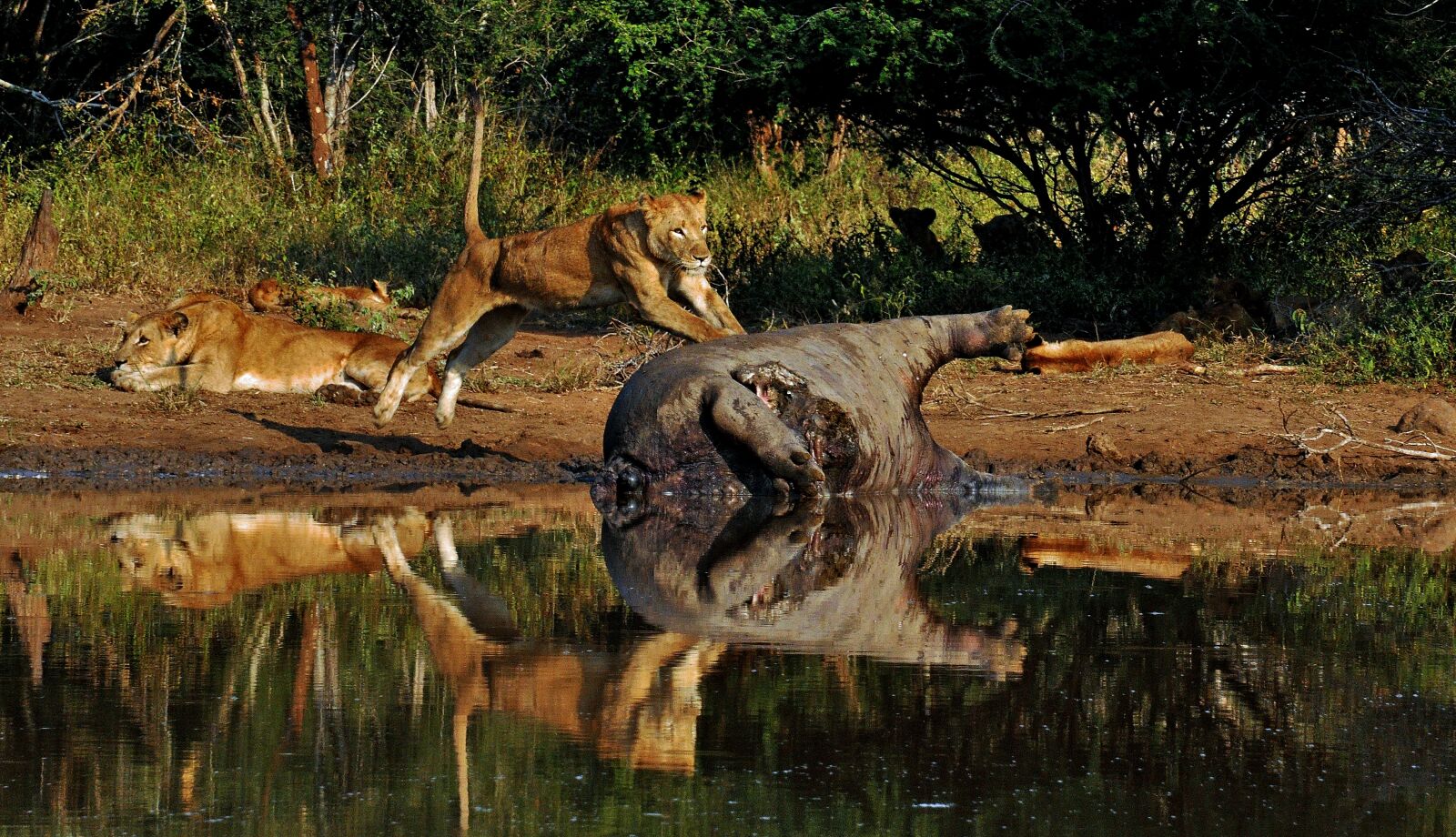 Nikon D90 sample photo. Dead, prey, lion, prey photography