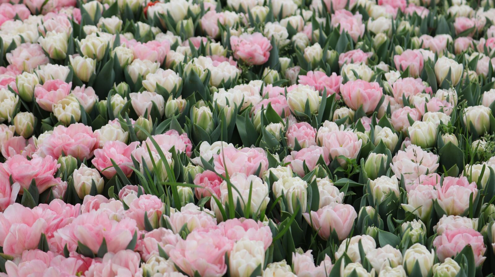 Canon EOS 750D (EOS Rebel T6i / EOS Kiss X8i) sample photo. Flower, plant, nature photography