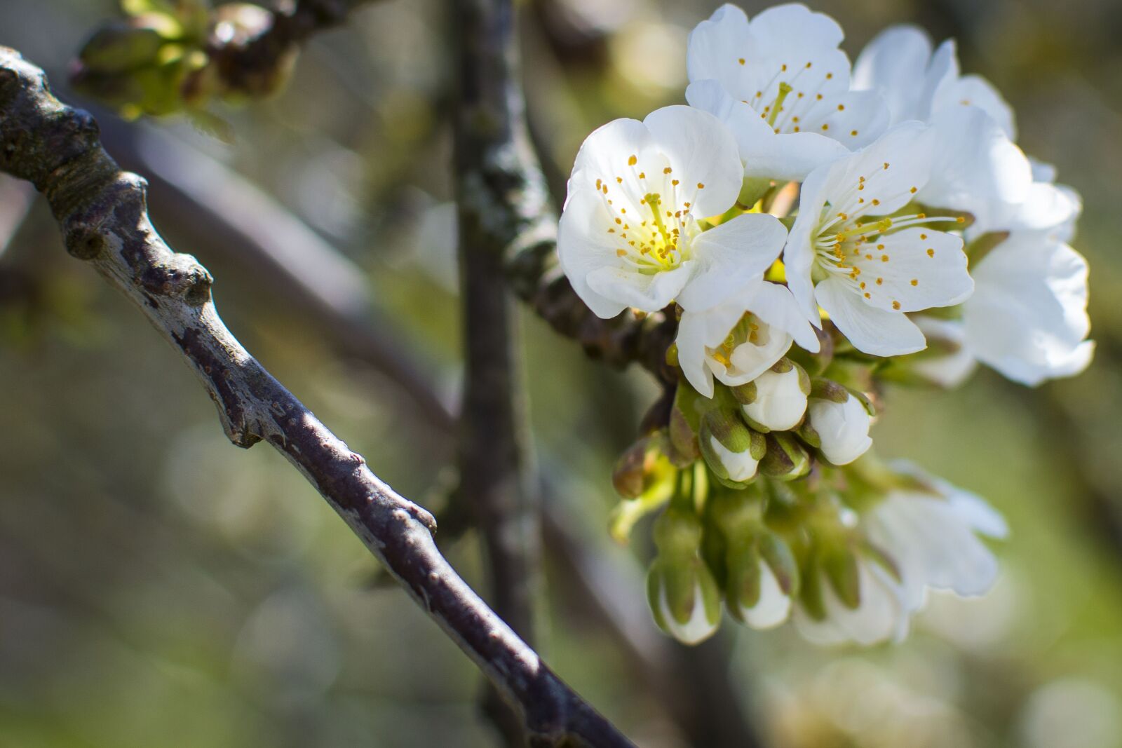 Nikon D3200 sample photo. Flower, cherry, spring photography