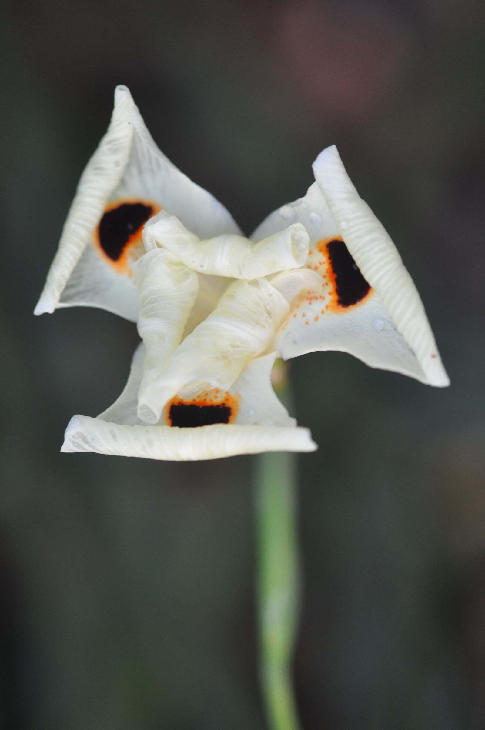 Nikon D90 sample photo. Singapore, botanic garden, white photography