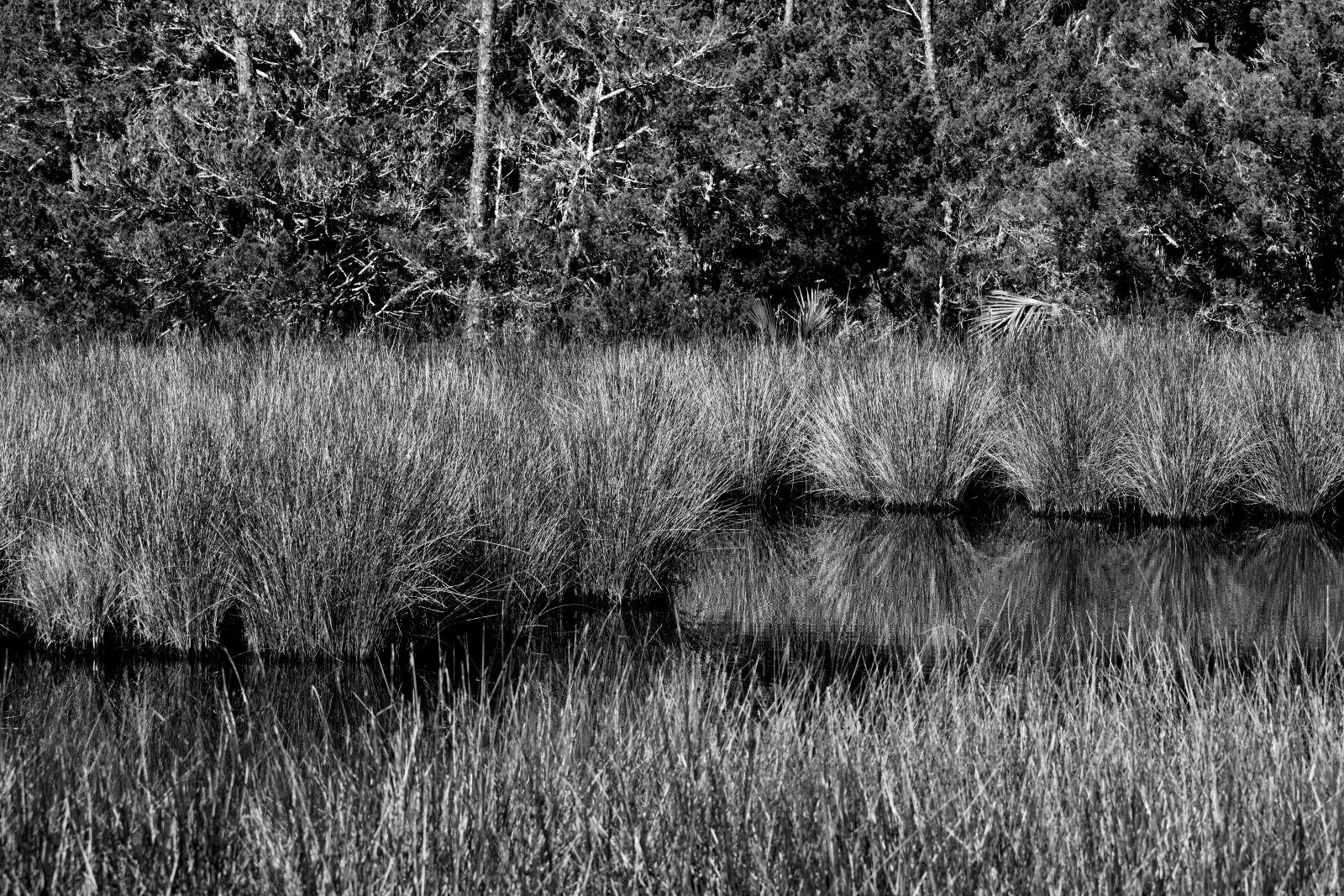 Nikon D3300 sample photo. Marshland, swamp, environment photography