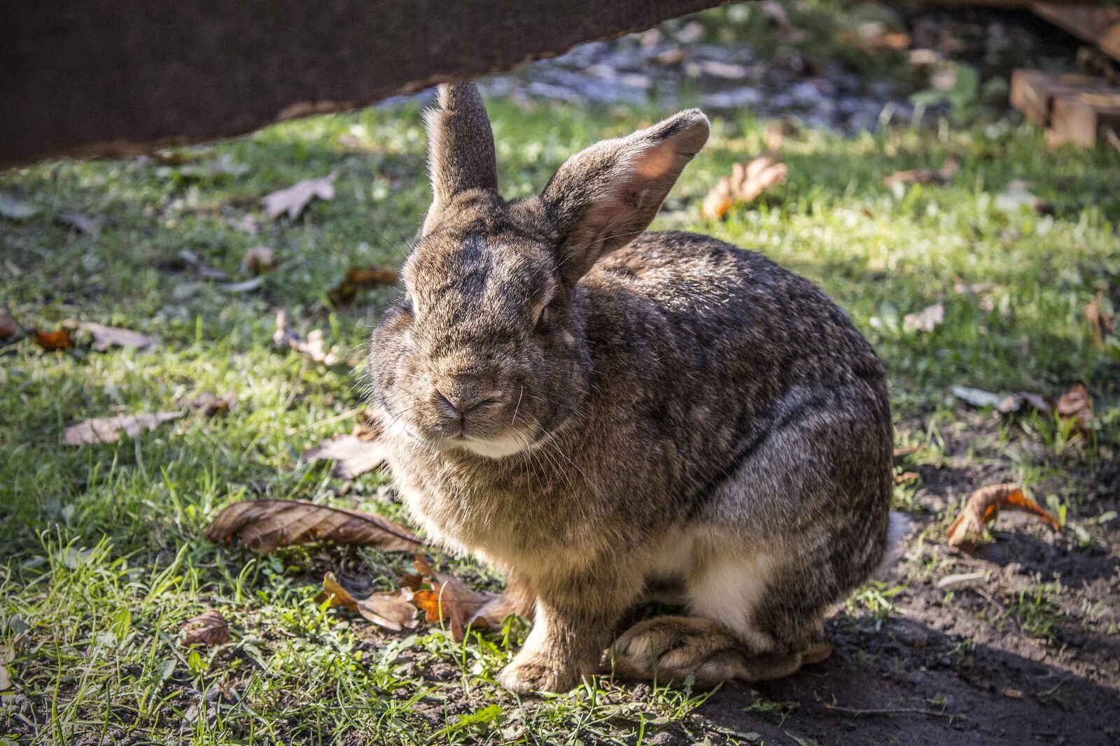 Canon EOS 1100D (EOS Rebel T3 / EOS Kiss X50) sample photo. Bunny, rabbit, pet photography