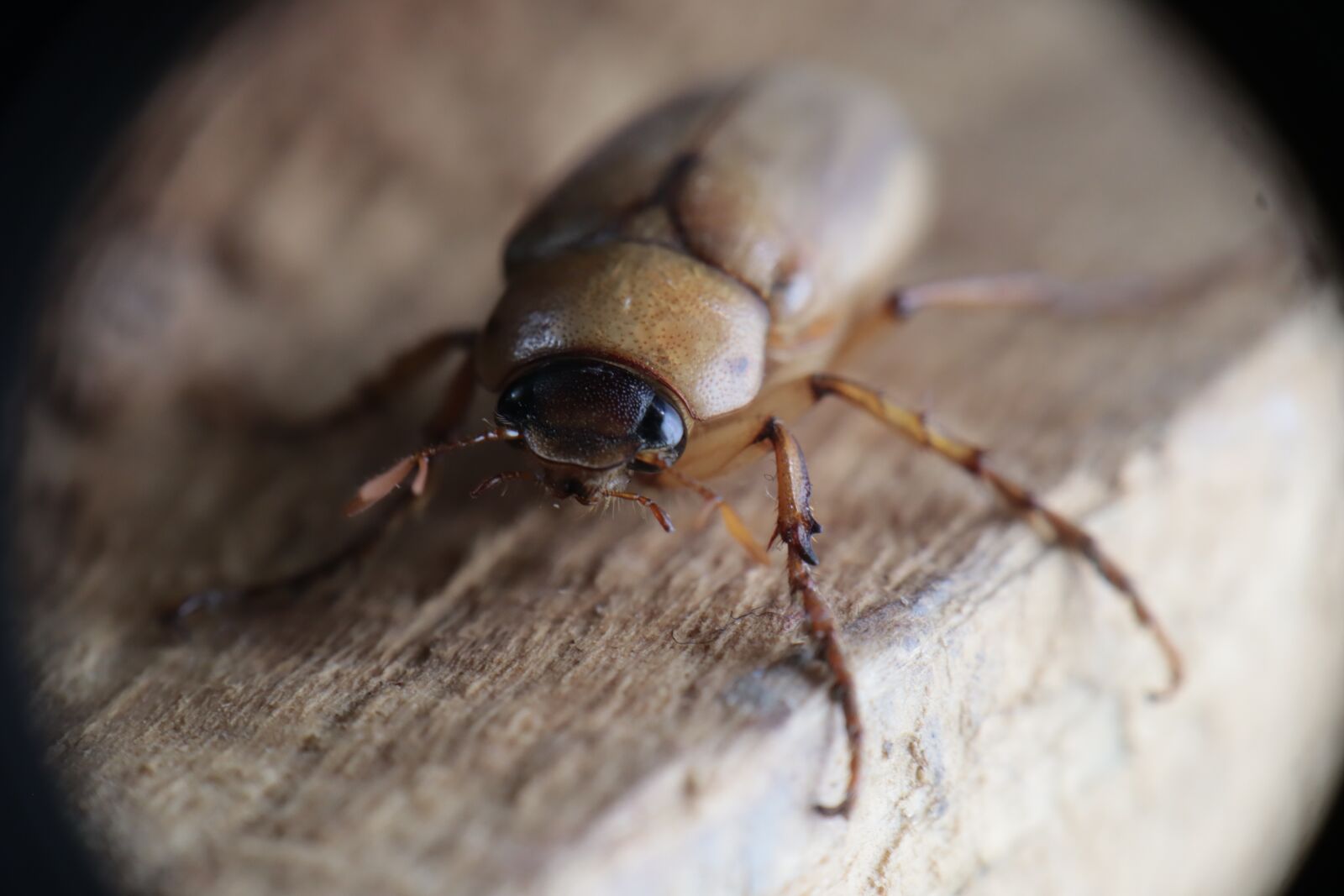 Canon EOS M50 (EOS Kiss M) sample photo. Insect, ronron, beetle photography