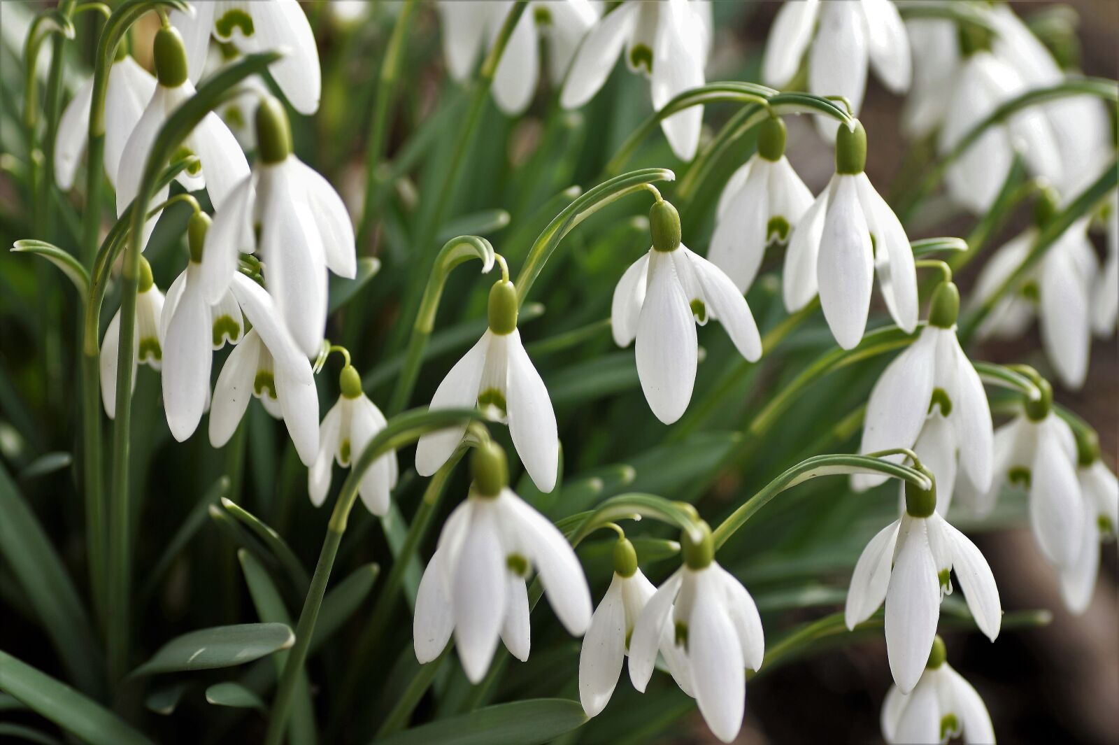 Sony SLT-A58 sample photo. Snowdrops, cluster, white flower photography