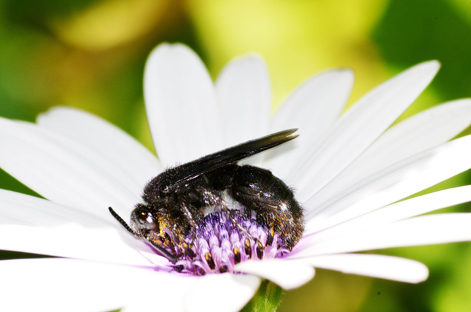 Nikon D5100 sample photo. Drone black, marguerite, insect photography