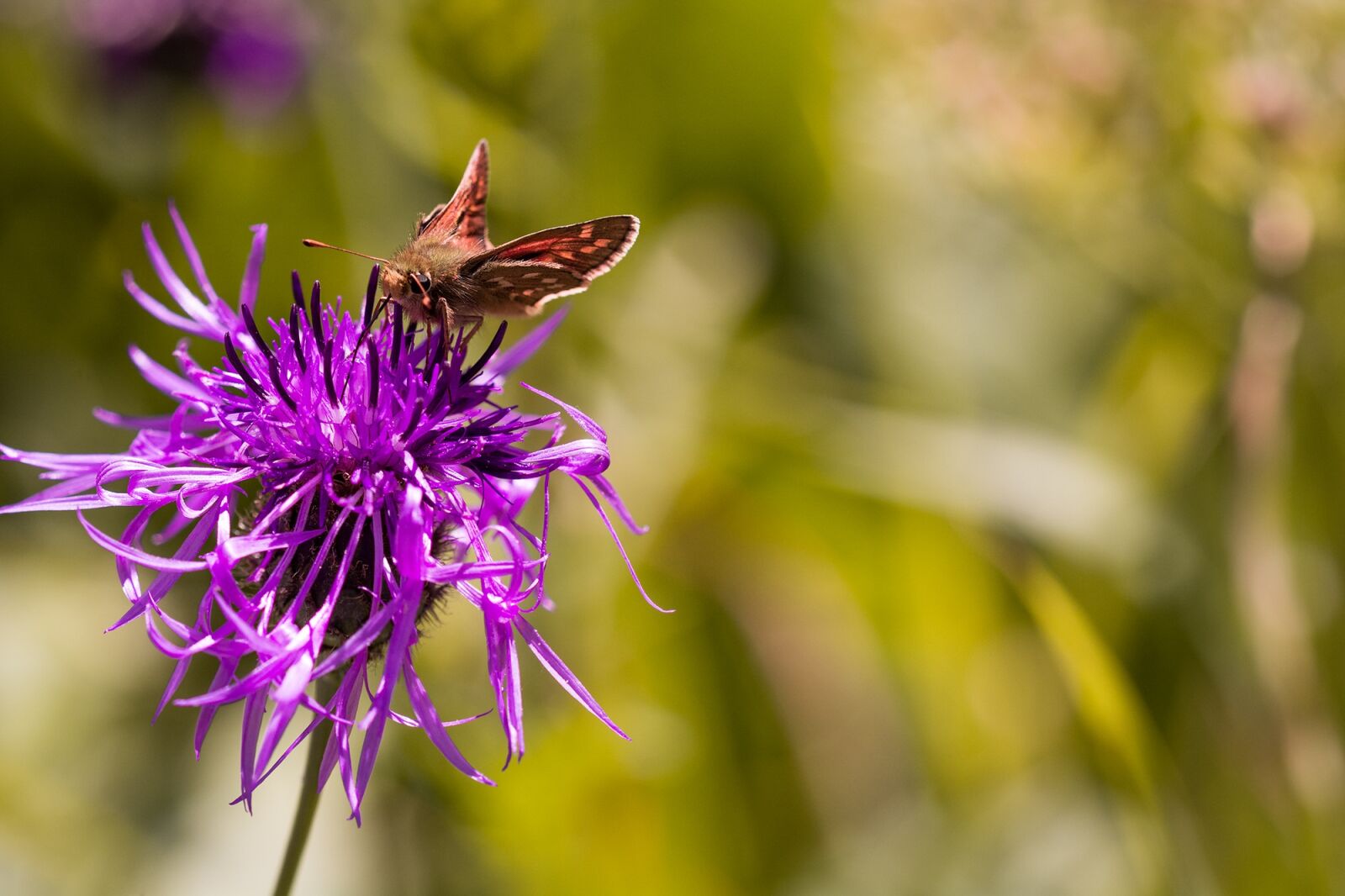 Nikon D7100 sample photo. Hesperia comma, skipper, butterfly photography