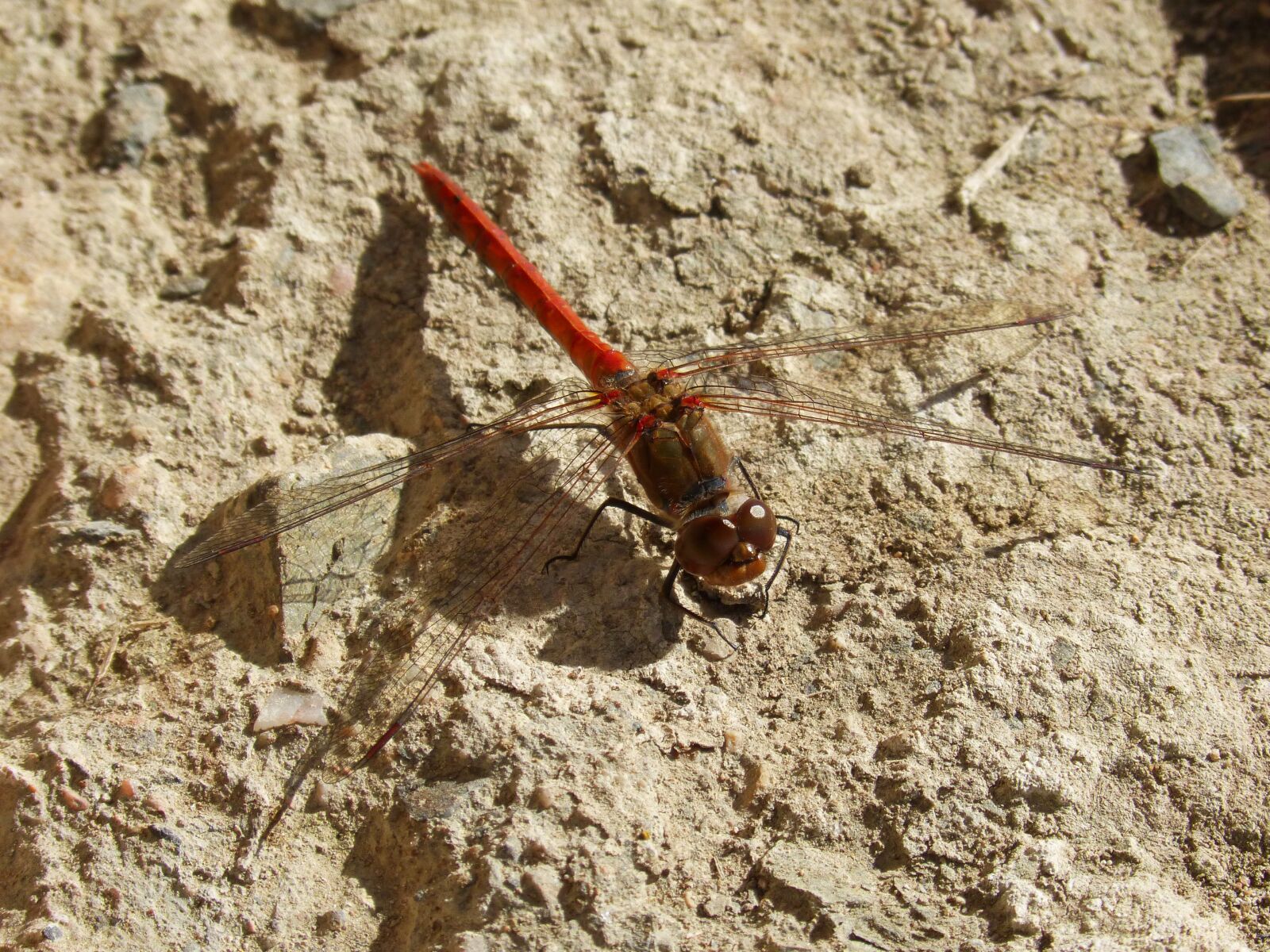 Panasonic DMC-FZ62 sample photo. Red dragonfly, dragonfly, insect photography