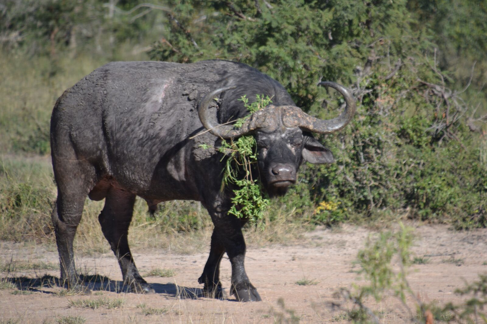 Nikon D3100 sample photo. South africa, water buffalo photography