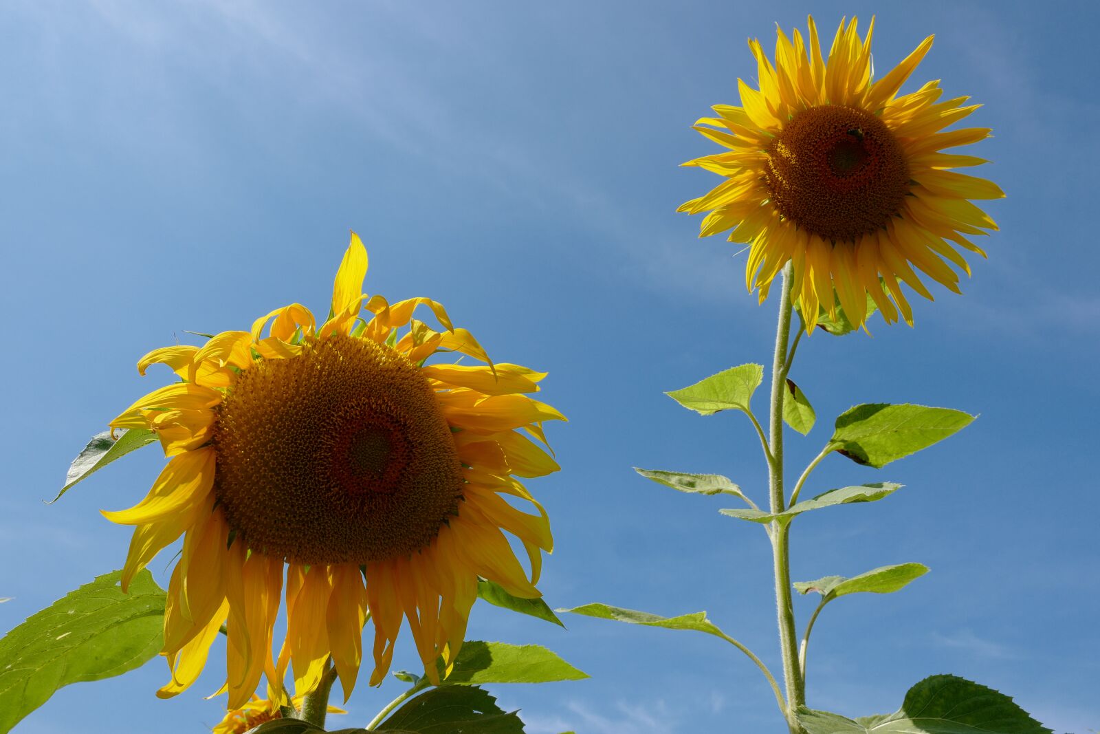 Leica CL sample photo. Sunflower, yellow, summer photography