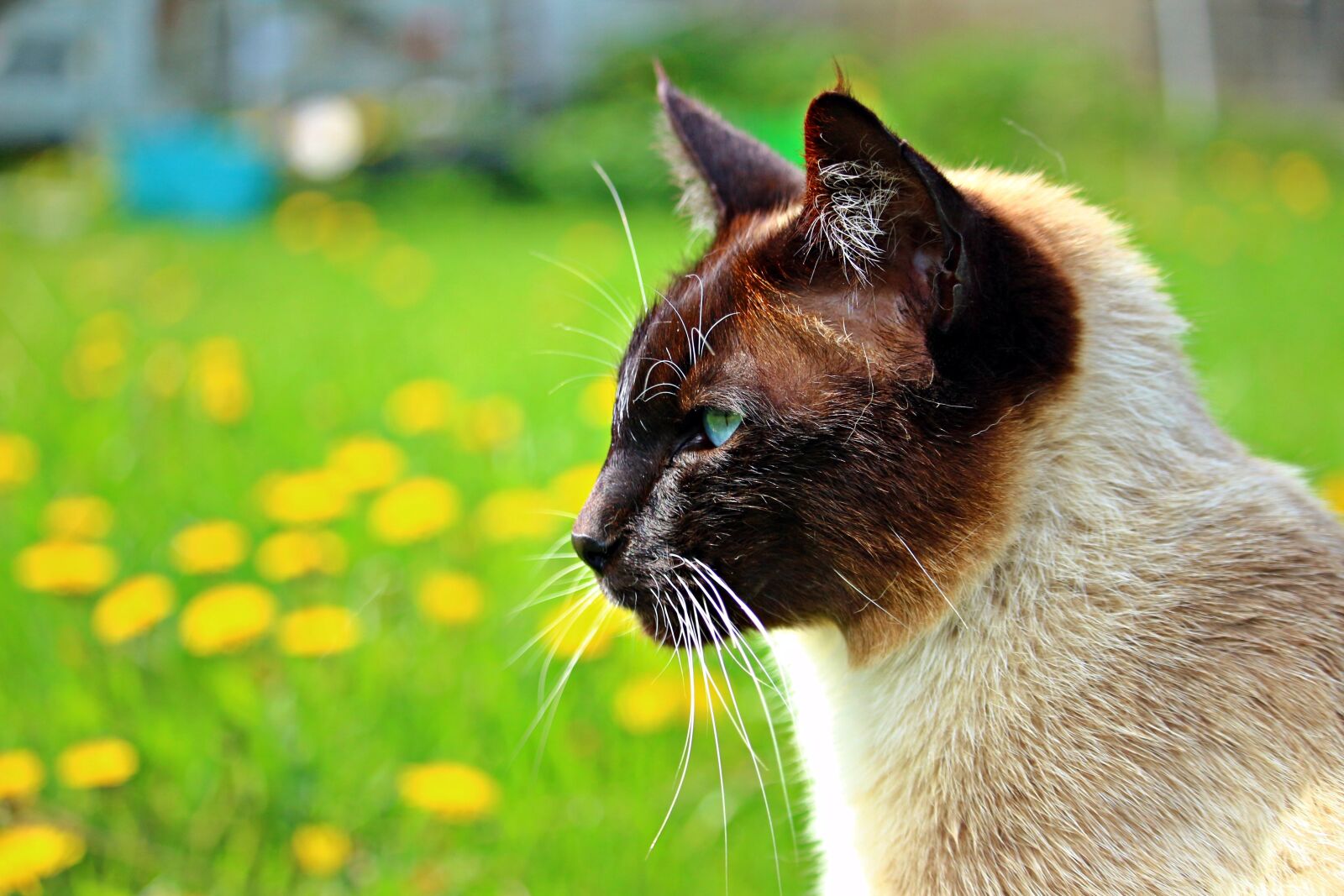 Canon EOS 100D (EOS Rebel SL1 / EOS Kiss X7) sample photo. Mieze, cat, siam photography