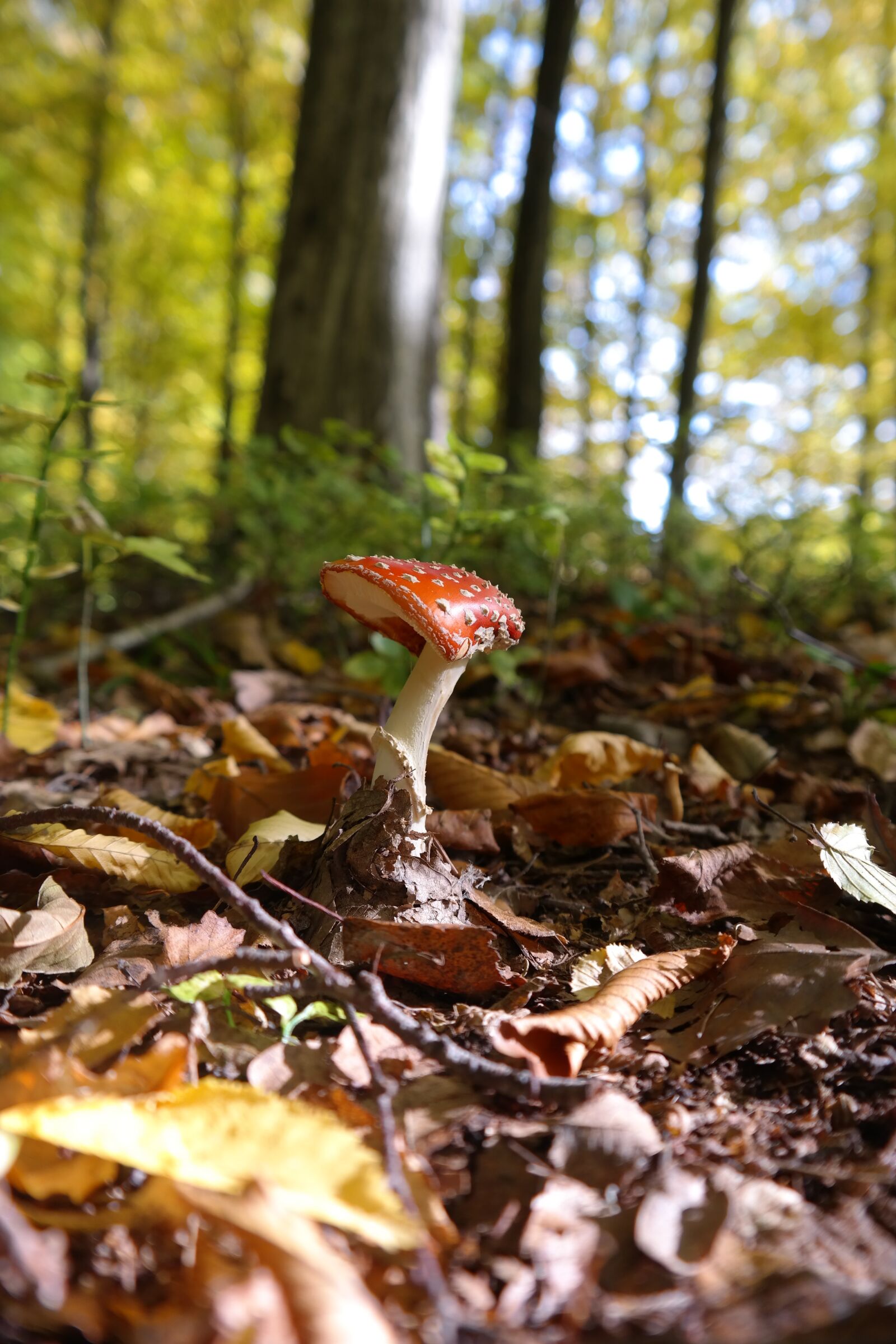 Samsung NX300 sample photo. Fly agaric, mushroom, toxic photography