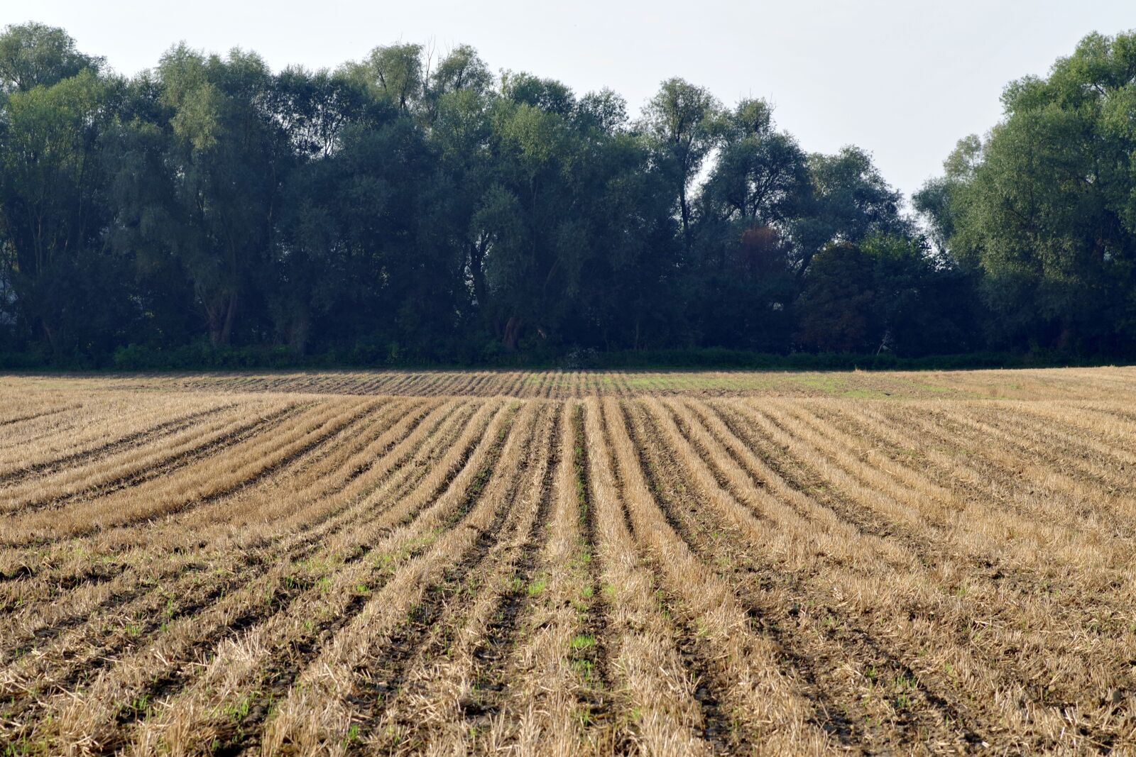 Pentax K-S2 sample photo. Field, furrow, stubble photography