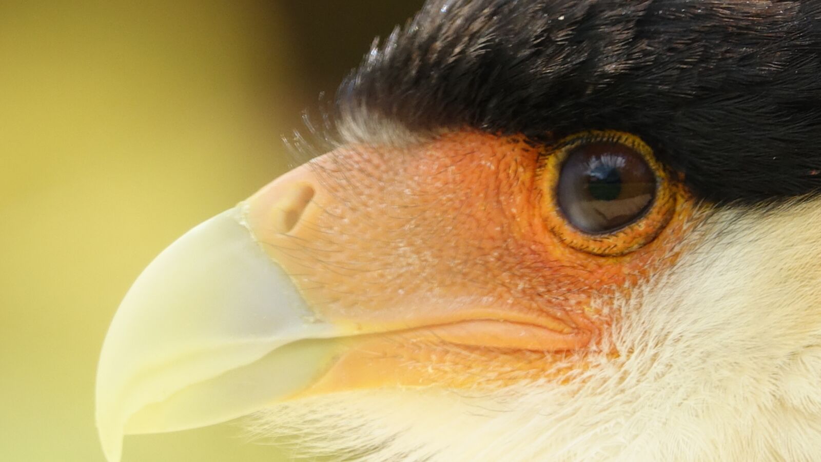 Sony Cyber-shot DSC-RX10 III sample photo. Nature, fauna, eye photography
