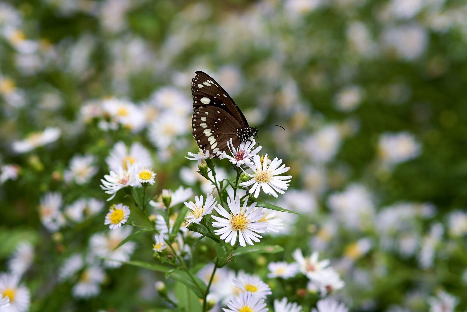 Sony a7 III + Sony FE 85mm F1.8 sample photo. Butterfly, flowers, nature photography