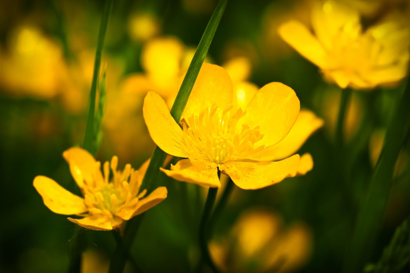Olympus OM-D E-M10 sample photo. Celandine, flower, yellow photography