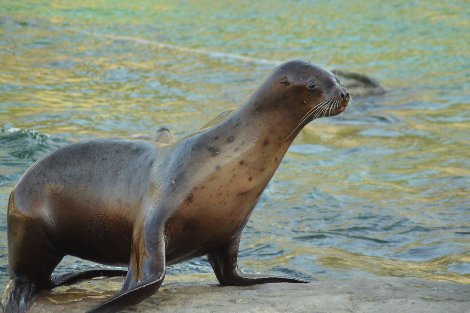 Nikon D3200 sample photo. Animal, sea lion, water photography