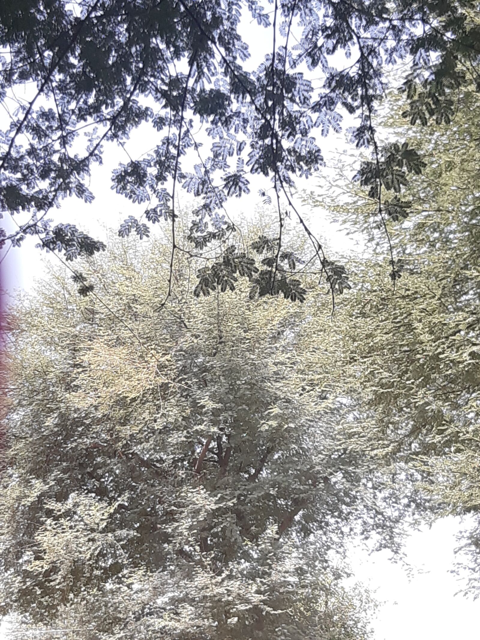 Samsung Galaxy A30 sample photo. Urban, tree, life photography