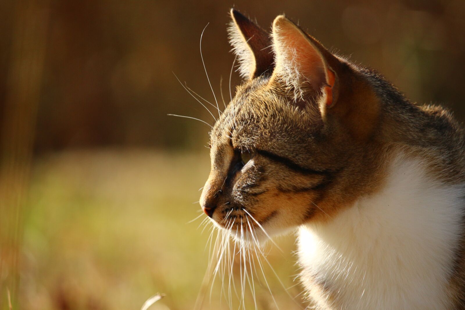 Canon EOS 100D (EOS Rebel SL1 / EOS Kiss X7) sample photo. Cat, domestic cat, tiger photography