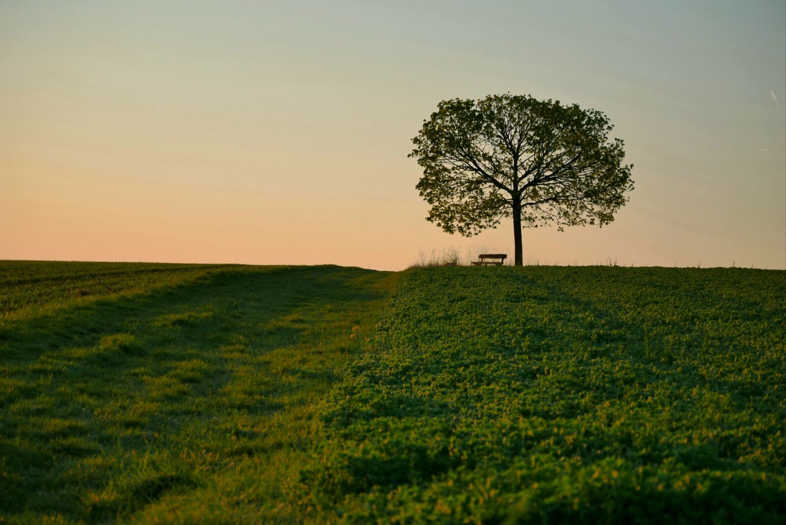 Panasonic Lumix DMC-G7 sample photo. Old tree, bavaria, tree photography