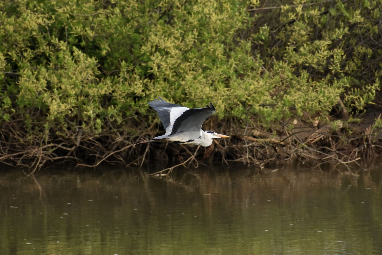 Nikon D7200 sample photo. Animal, river, waterside photography