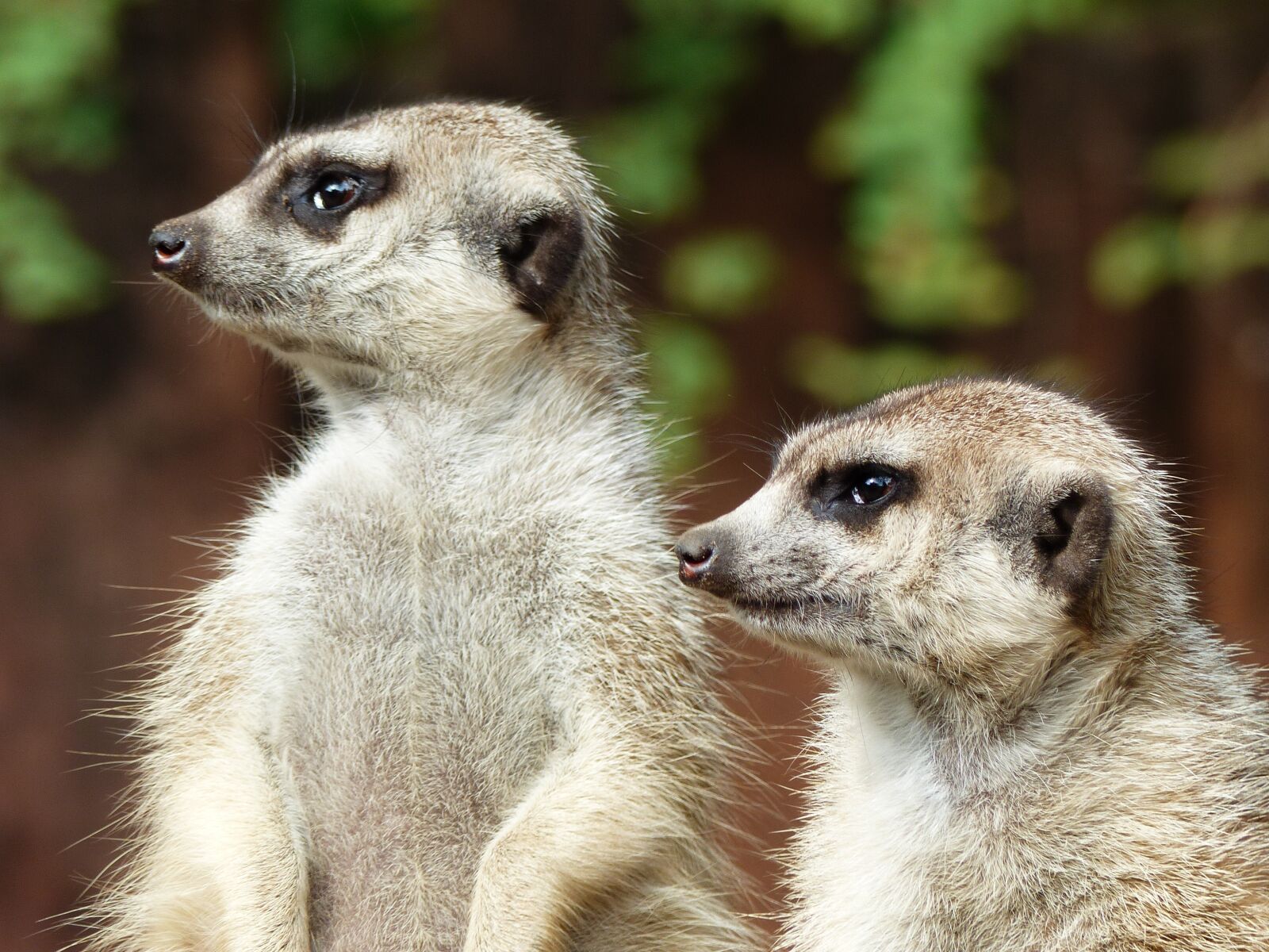 Panasonic Lumix DMC-FZ200 sample photo. Meerkat, zoo, animals photography