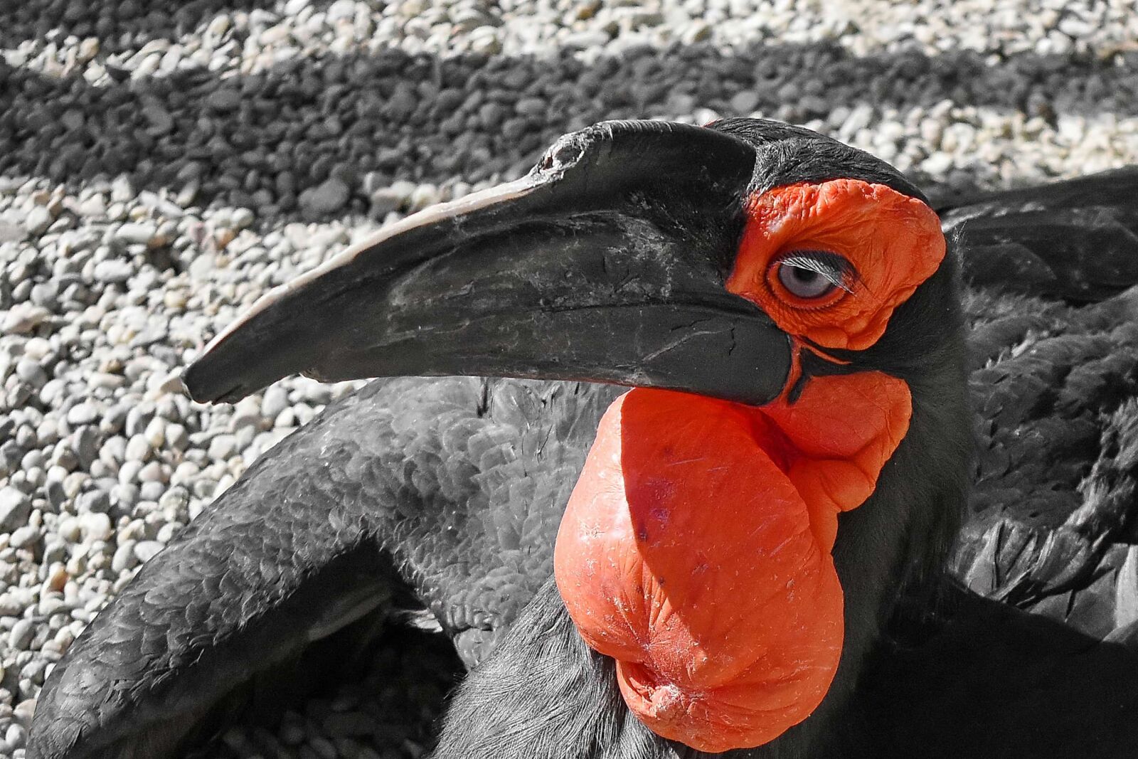Nikon D5500 sample photo. Exotic, red, beak, animal photography