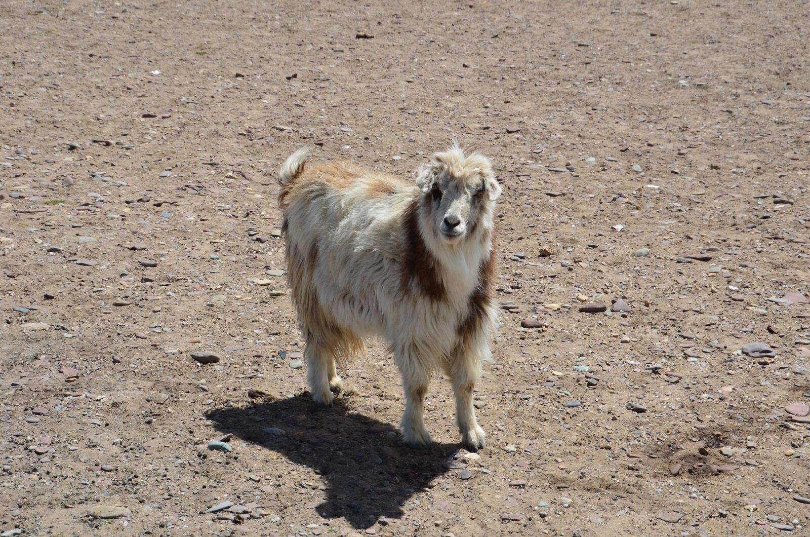 Nikon D5100 sample photo. Sheep, wildlife, mammal photography