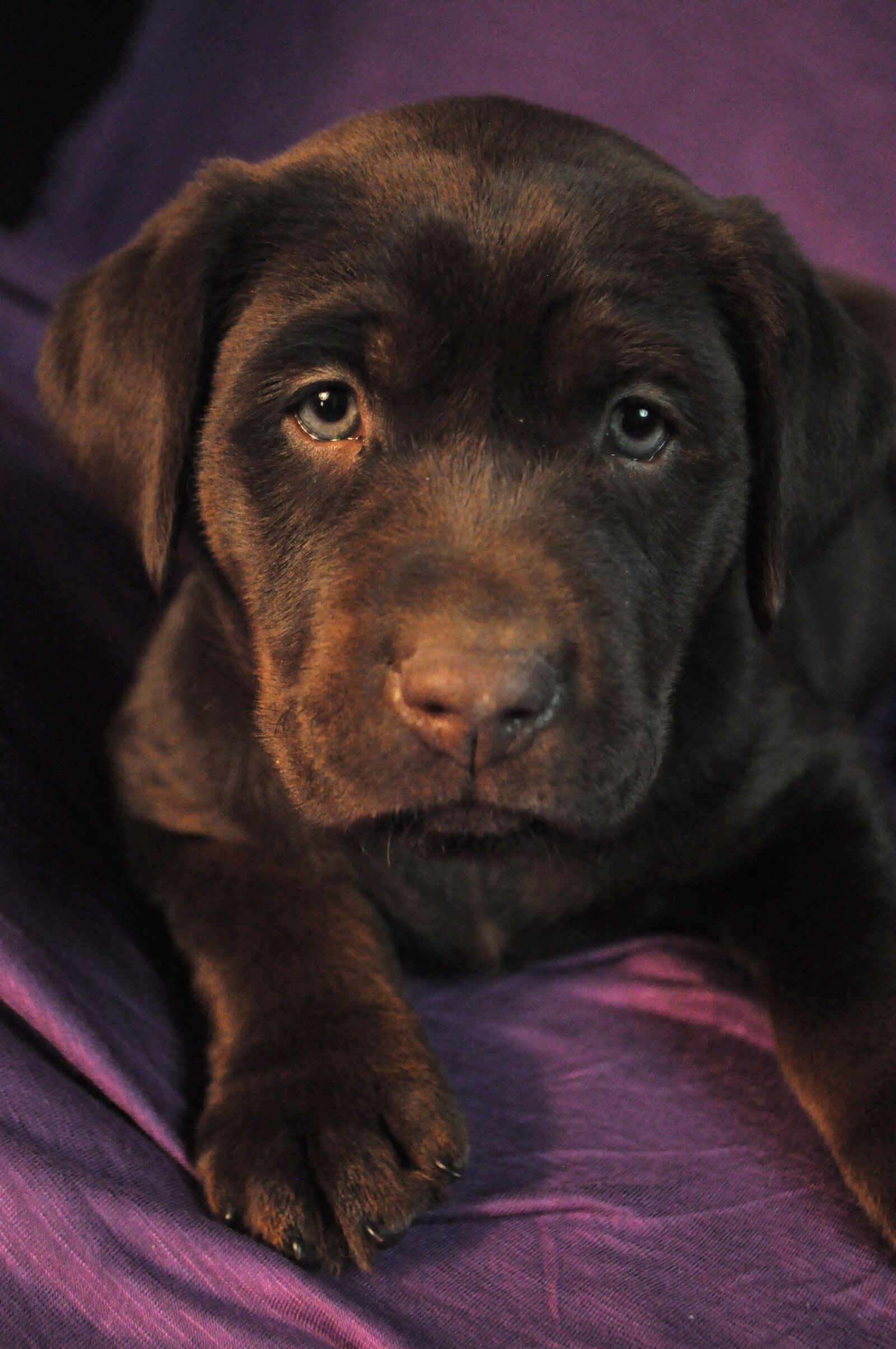 Nikon D5000 sample photo. Puppy, labrador, chocolate photography