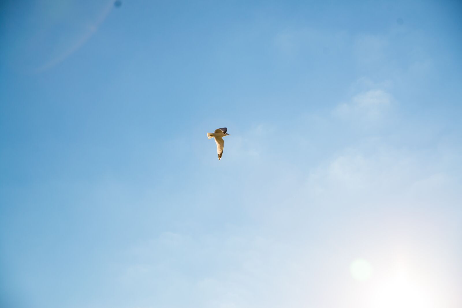 Tamron SP 24-70mm F2.8 Di VC USD sample photo. Seagull, bird, flying photography