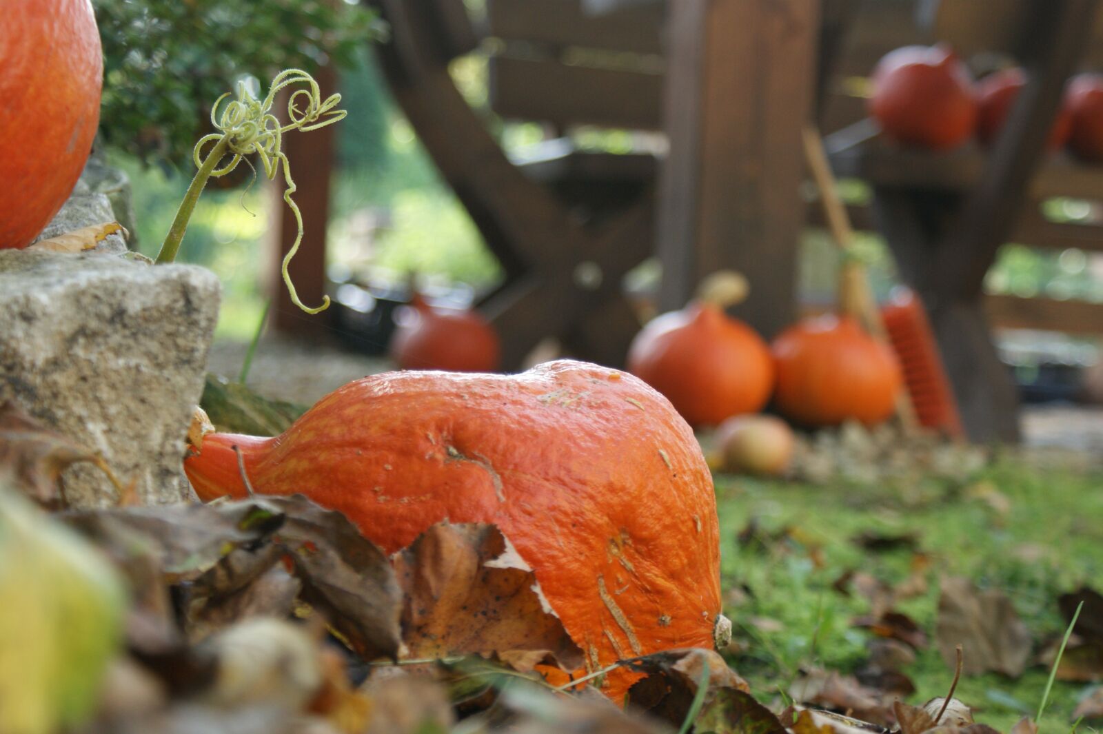 Sony Alpha DSLR-A350 sample photo. Autumn, pumpkin, pumpkins photography
