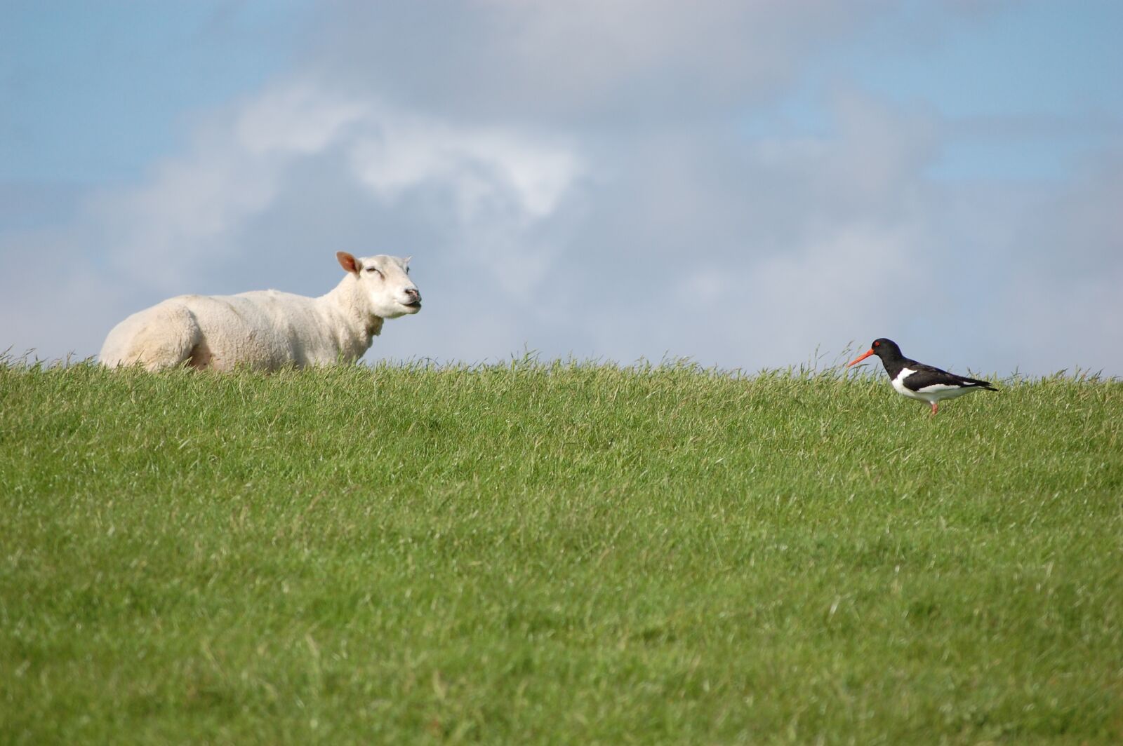 Nikon D40 sample photo. Dike, sheep, north sea photography
