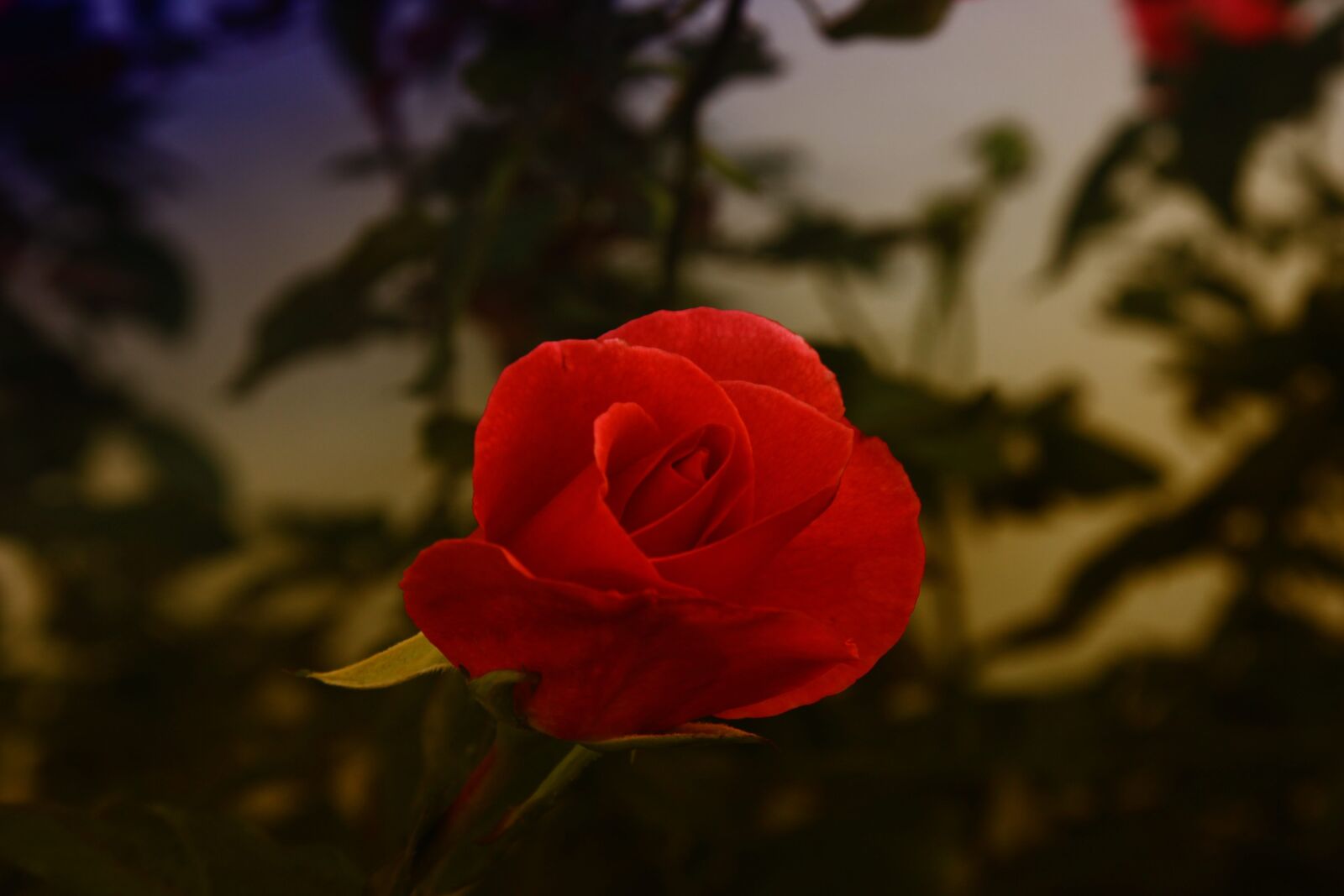 Canon EOS 550D (EOS Rebel T2i / EOS Kiss X4) sample photo. Blossom, bloom, garden photography