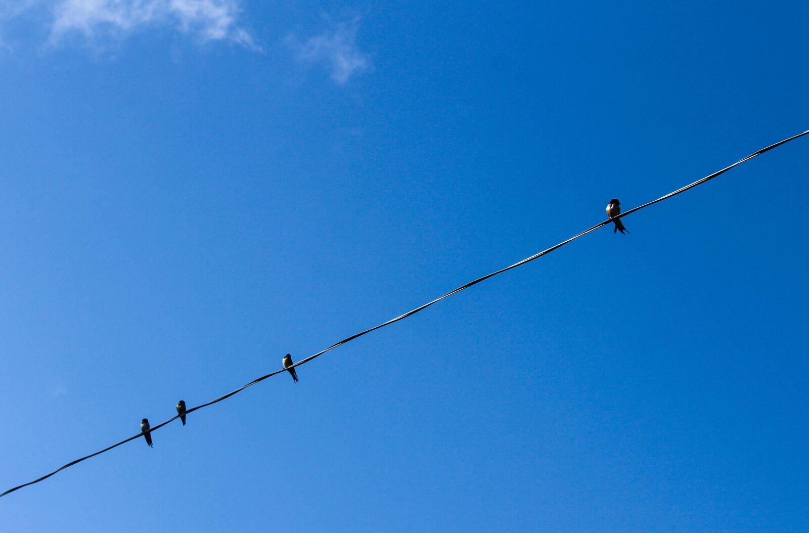 Canon EOS 700D (EOS Rebel T5i / EOS Kiss X7i) sample photo. Birds, wire, sky photography
