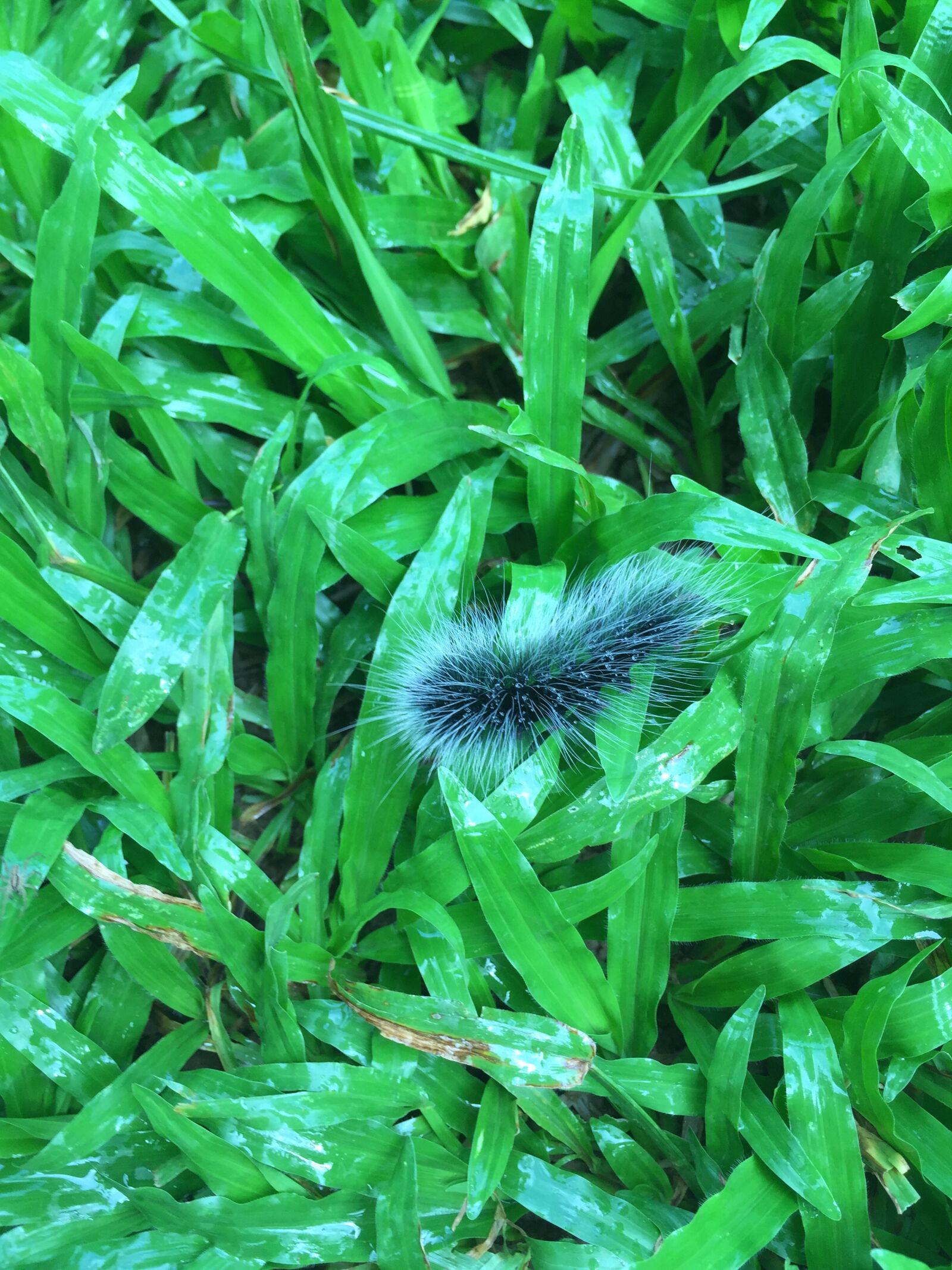 Apple iPhone 6 sample photo. Millipede, thailand, animal photography