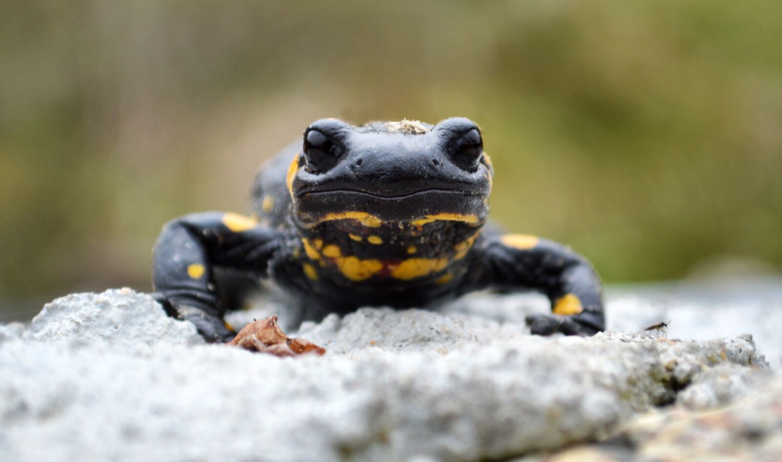 Nikon D3200 sample photo. Salamander, animal, lizard photography
