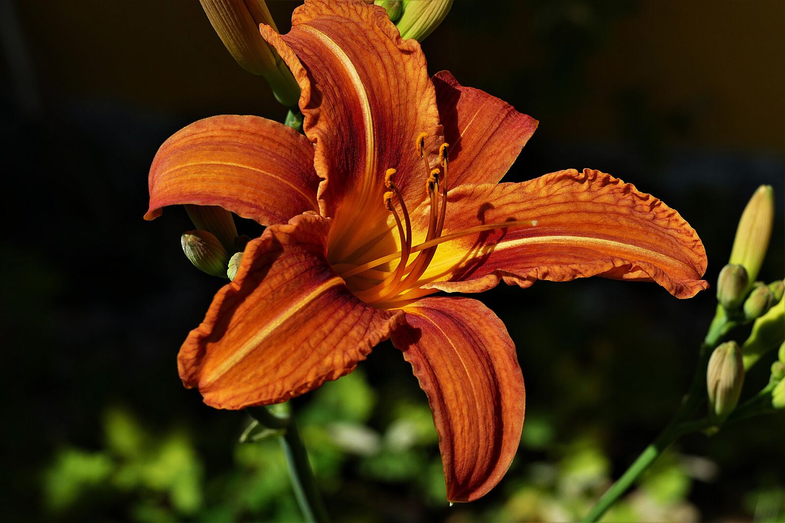 Panasonic Lumix DMC-FZ1000 sample photo. Lily, orange lily, flower photography