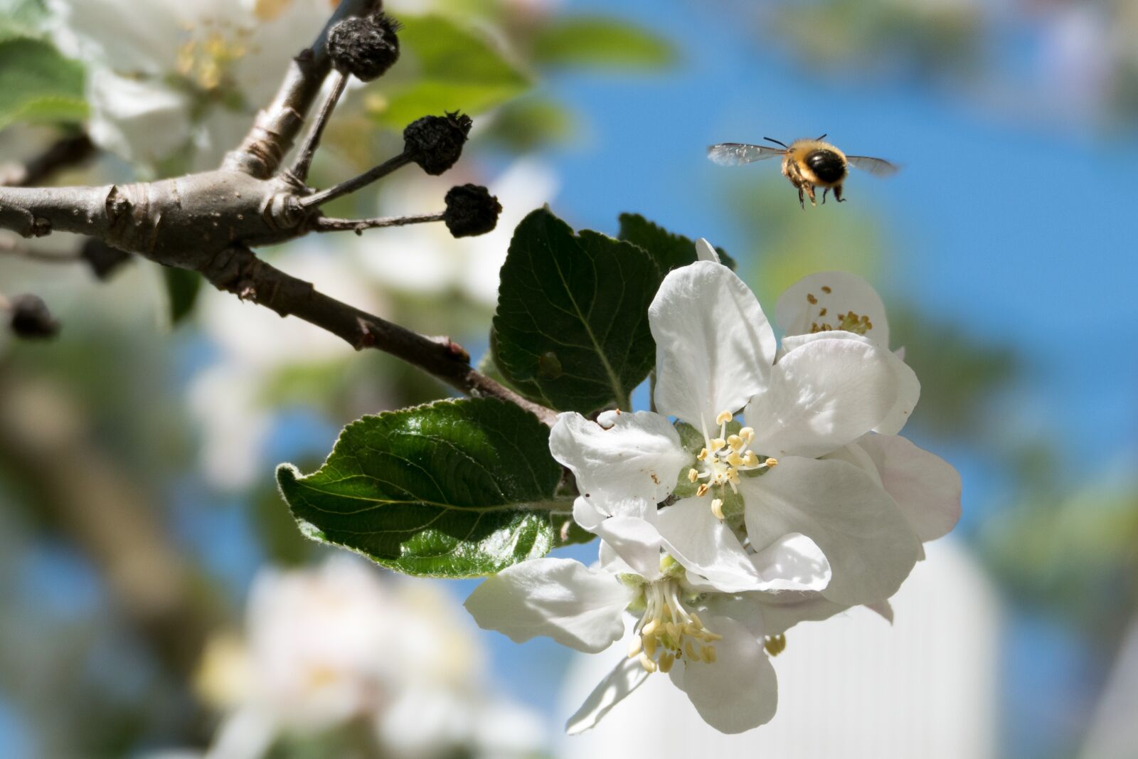 Panasonic Lumix DMC-FZ1000 sample photo. Bee, blossom, bloom photography