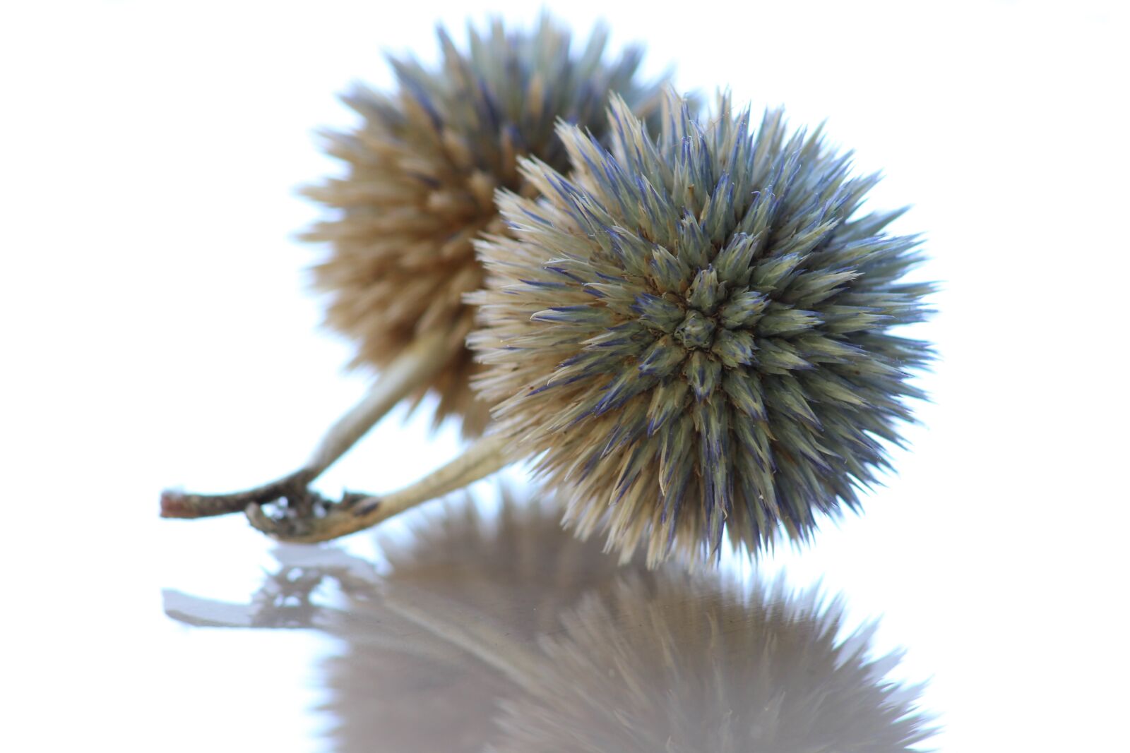Canon EOS 600D (Rebel EOS T3i / EOS Kiss X5) sample photo. Diestel, spur, pointed photography